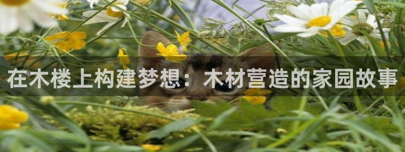 先锋国际娱乐：在木楼上构建梦想：木材营造的家园故事